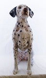 Large Sitting Dalmatian Ornament - JG056