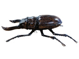 Metallic Giant Stag Beetle Wall Hanging Ornament - TM003