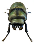 Metallic Lesser Stag Beetle Wall Hanging Ornament - TM004