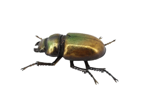 Metallic Lesser Stag Beetle Wall Hanging Ornament - TM004