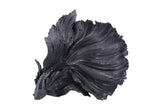 Black Siamese Fighter Fish Ornament - TM017